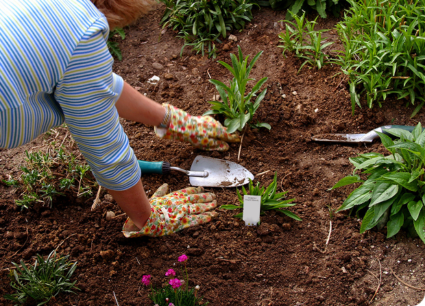 Planting flowers in soil with trowel